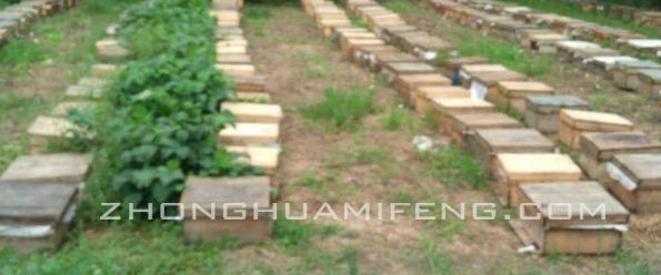 双王中蜂强群,新收的两群中蜂合群最佳方法