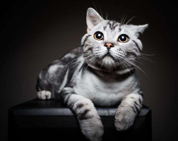 美短猫多少钱一只2021年价格,十种最便宜的猫价格