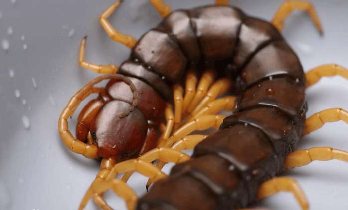 中国十大最毒蜈蚣排名,毒蜈蚣十大排行榜