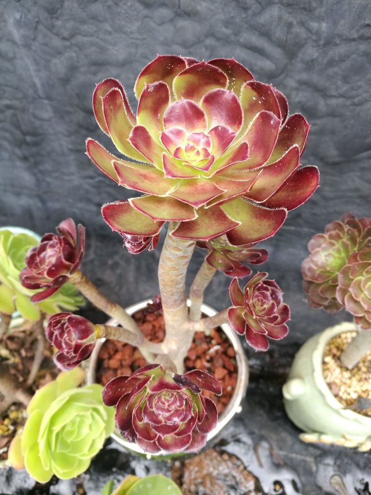 误打误撞的多肉情缘,带我走进多肉小世界!