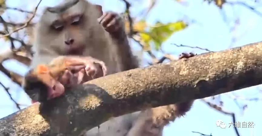 大猴子把小猴子推下悬崖被摔死,动物园猴子被猴子欺负
