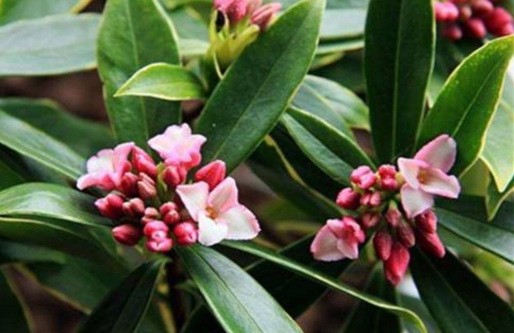 瑞香花养僵了怎么办,养的花卷叶发黄怎么办