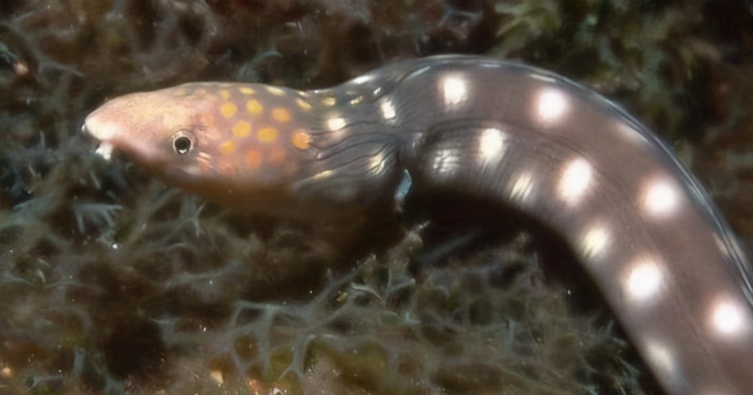 寄生虫会被寄生虫寄生吗？屎壳郎会推自己的屎吗？蛆身上会生蛆吗