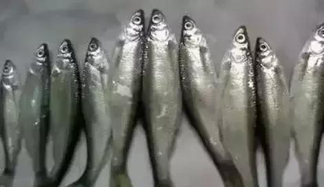 告诉你一个秘密化解身边小人,防止小鱼的十大绝招