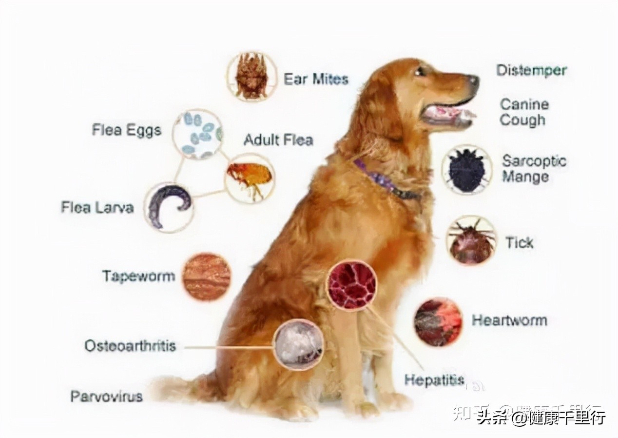 宠物源病的消毒方法