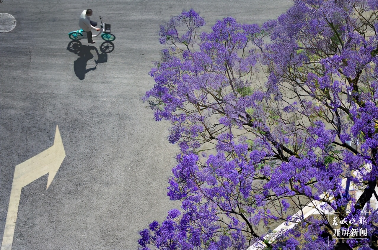 莲华小学蓝花楹校区在哪里,莲华小学蓝花楹校区怎么样