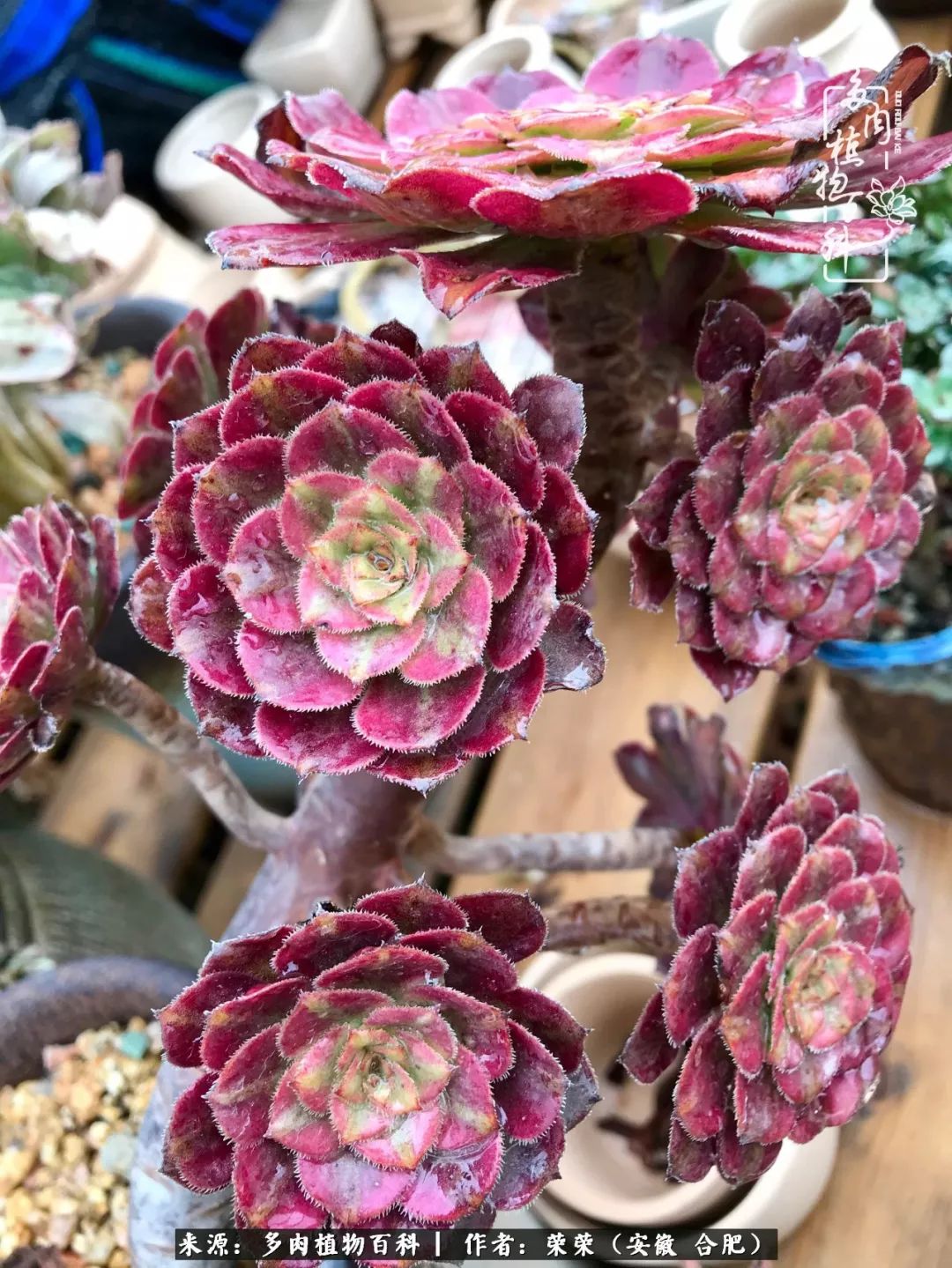 入秋后多肉是露养好还是室内养好,入夏后露养的多肉要搬进室内吗