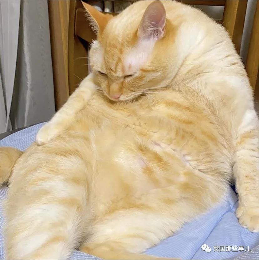 养暹罗猫会得什么病吗,养暹罗猫就像开盲盒