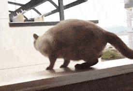 这3种猫很可怕有钱都不建议养,再喜欢也千万别养的4种猫