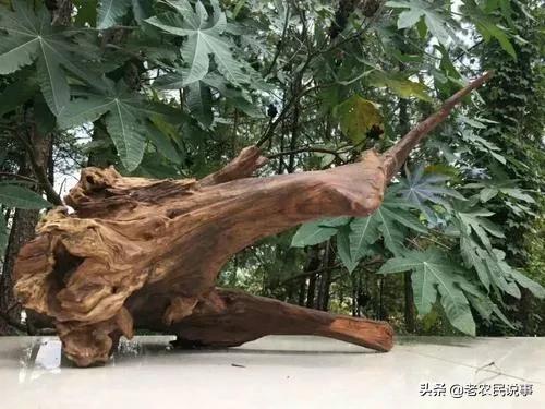 农村种金丝楠真的能挣钱吗,农村金丝楠