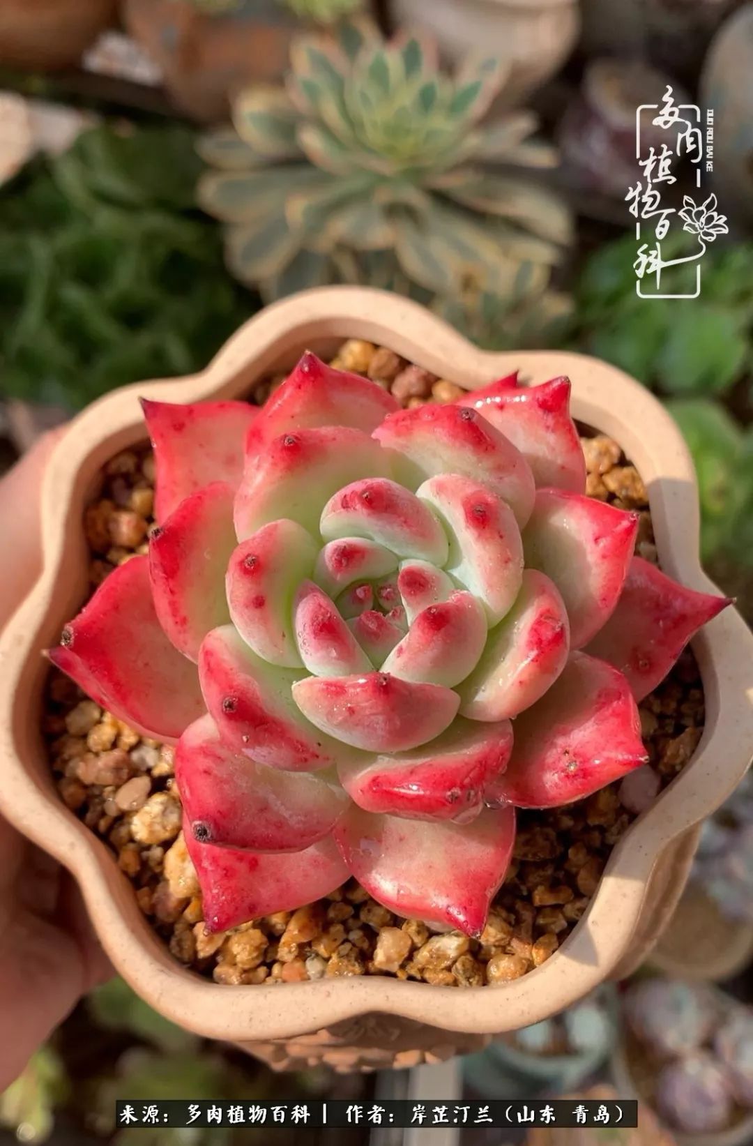 寒冷的冬季唯有多肉,冬日里的多肉宛如雪莲花