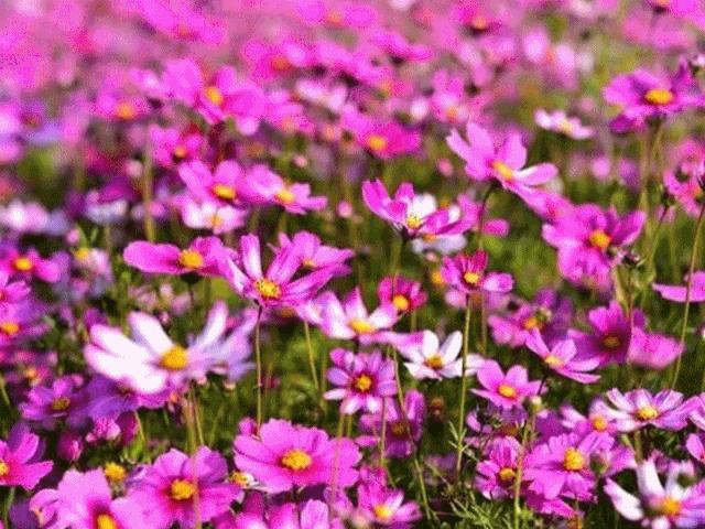 未来的杭州西湖,浙江杭州新西湖