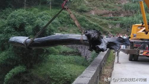 你可能不知道的地球生物,裸木乃伊植物