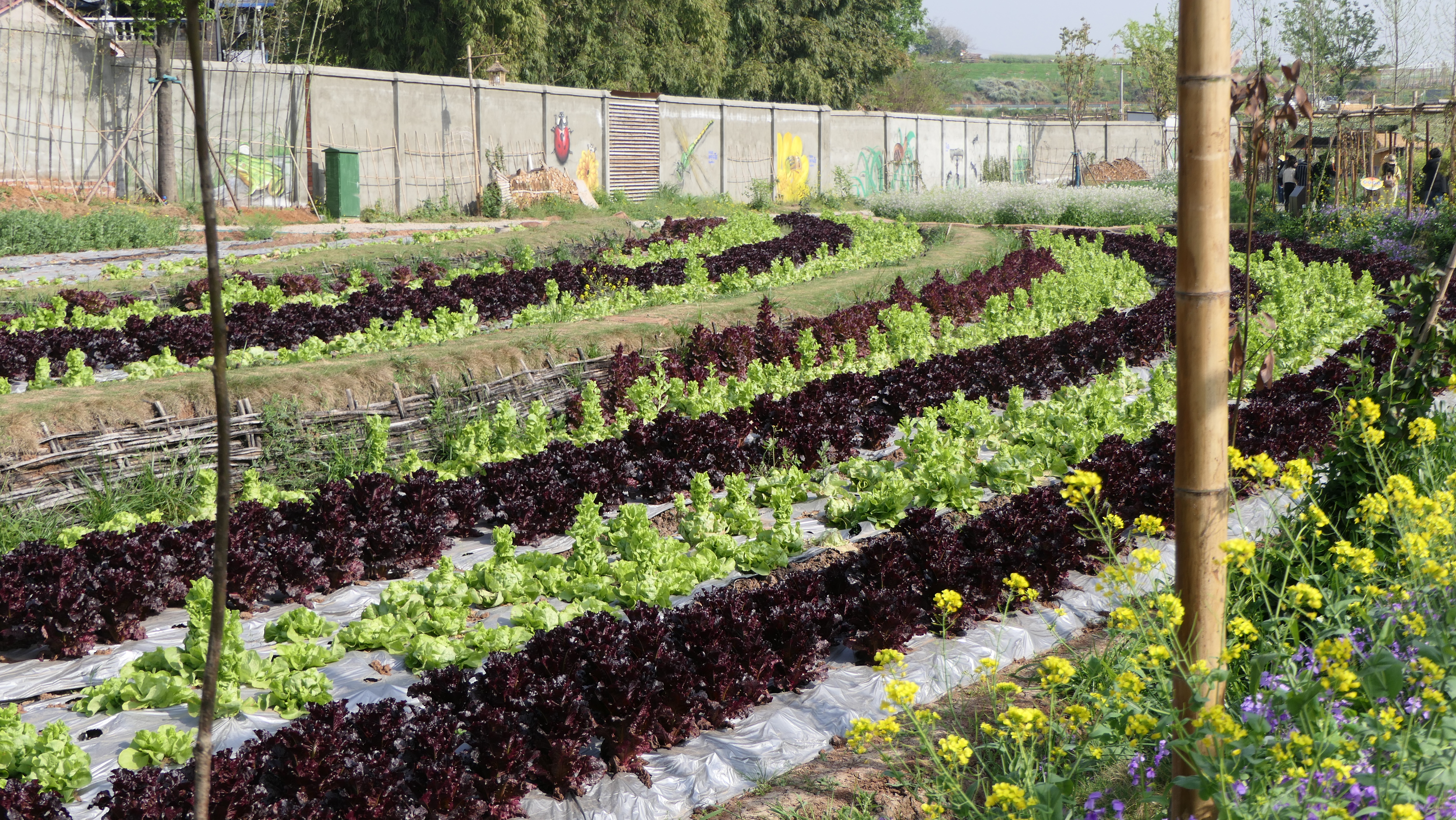 自己在家开个小农庄要多少钱,打造一个三十亩地小农庄多少钱