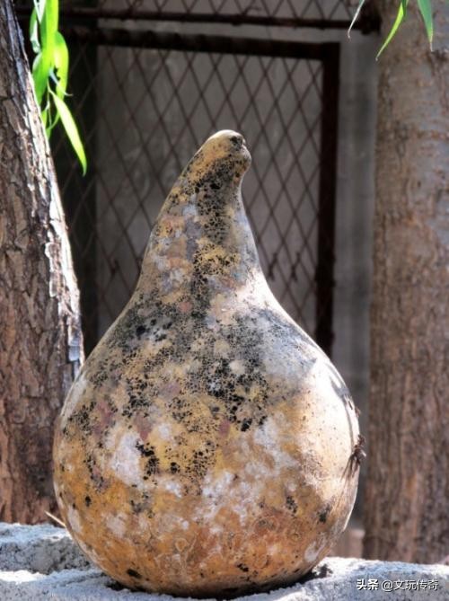 文玩葫芦的斑点如何处理,文玩葫芦晾晒多长时间才能上色