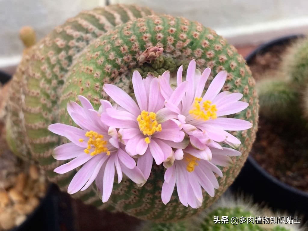 阴遁丸仙人球,隐遁丸