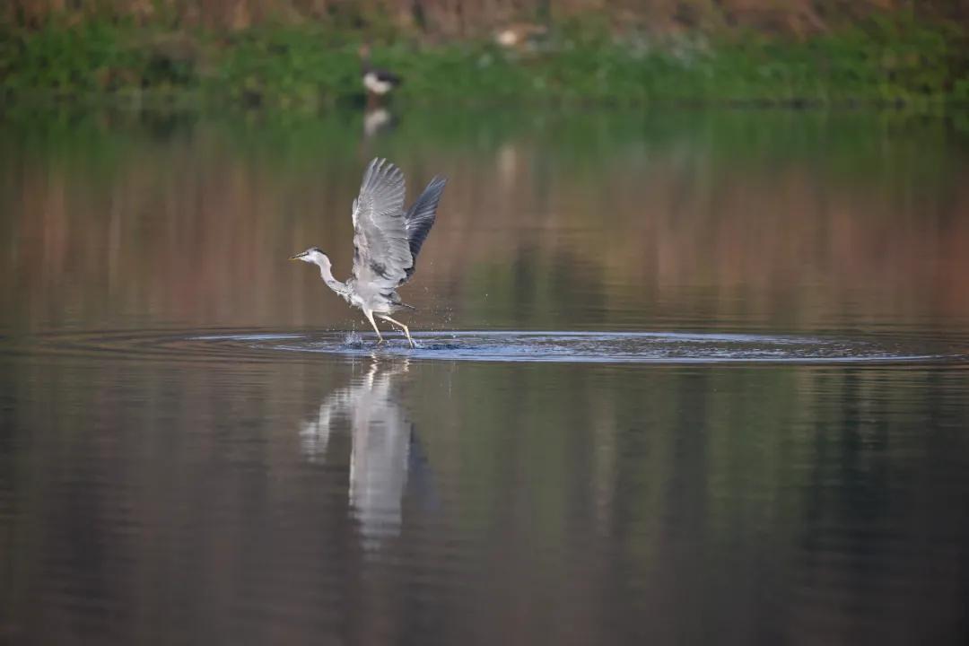 尼康z9旗舰相机详细评测,尼康z9机身的无损变焦功能