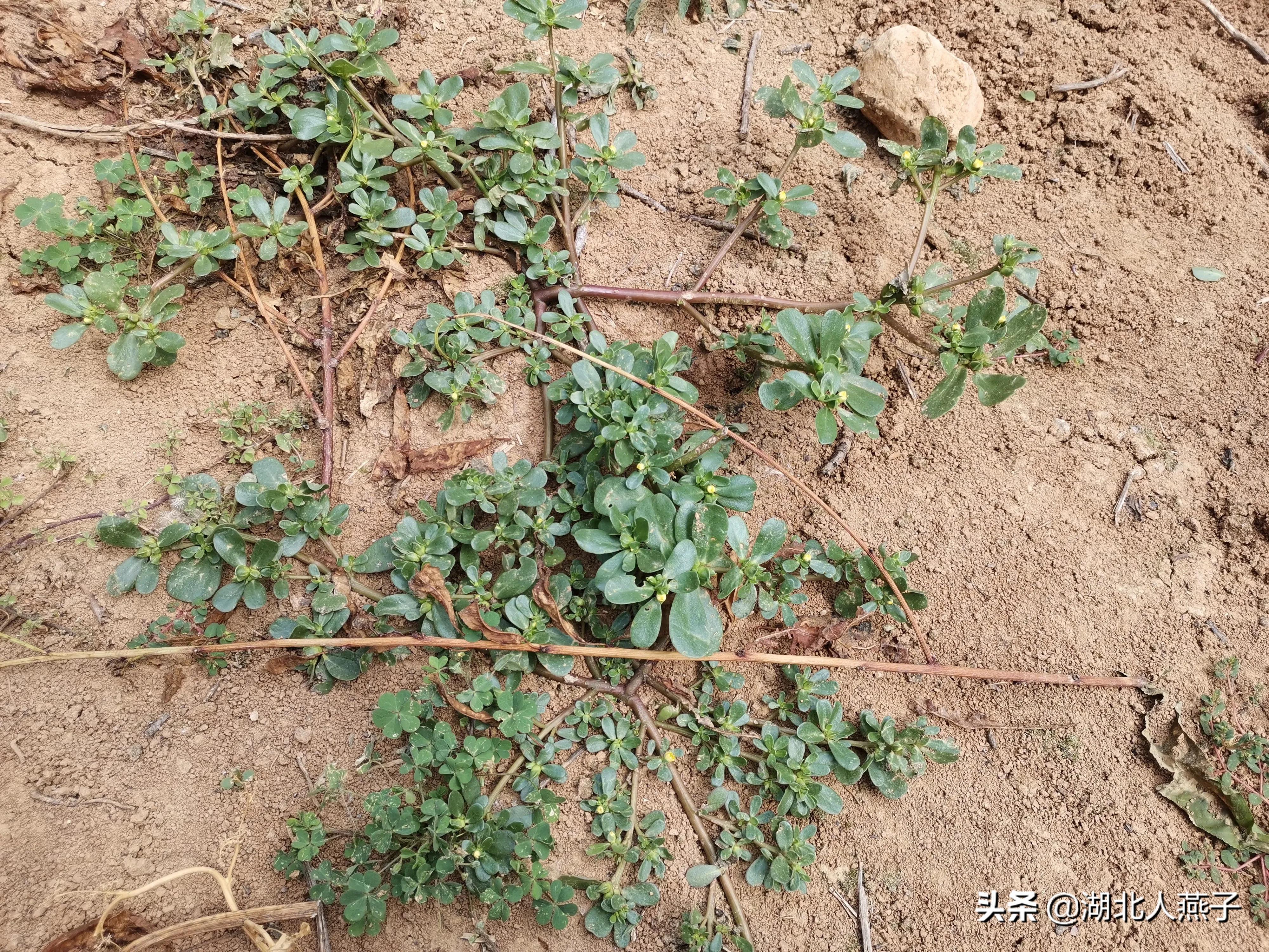 各种可以吃的野菜图片大全及名称 (100种野菜图片大全和名称和吃法)