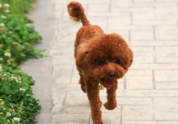 纯种泰迪犬性格及介绍,纯种泰迪犬串串