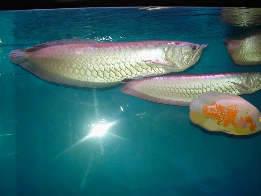 观赏鱼淡水什么鱼最好养不用打氧,观赏鱼什么情况下属于缺氧