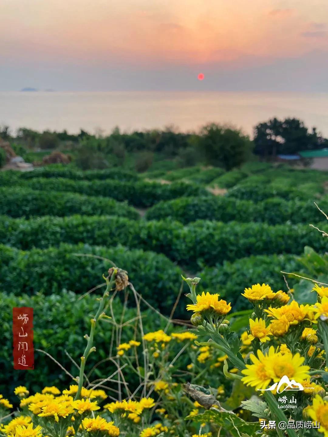 崂山茶特色,简单也许是最好的