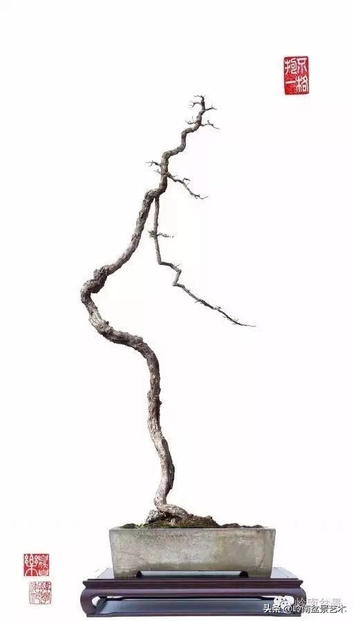 素仁格与文人树，你怎么看？