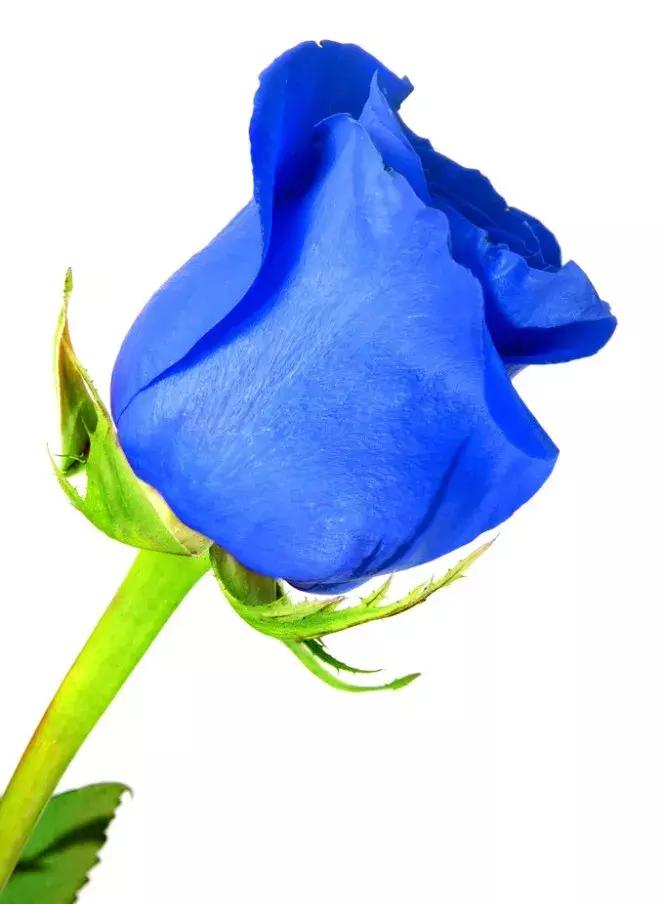 玫瑰大全｜说到玫瑰只能想到红玫瑰的，建议你好看看本文！