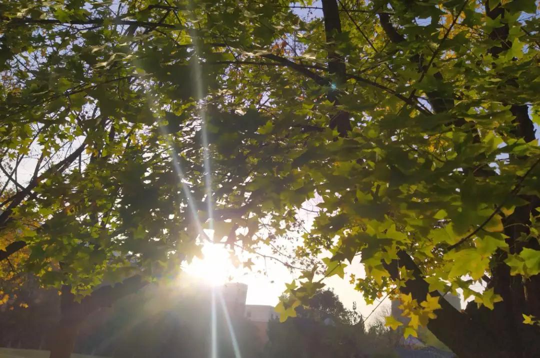 优美文章加感悟,经典美文摘抄梦想