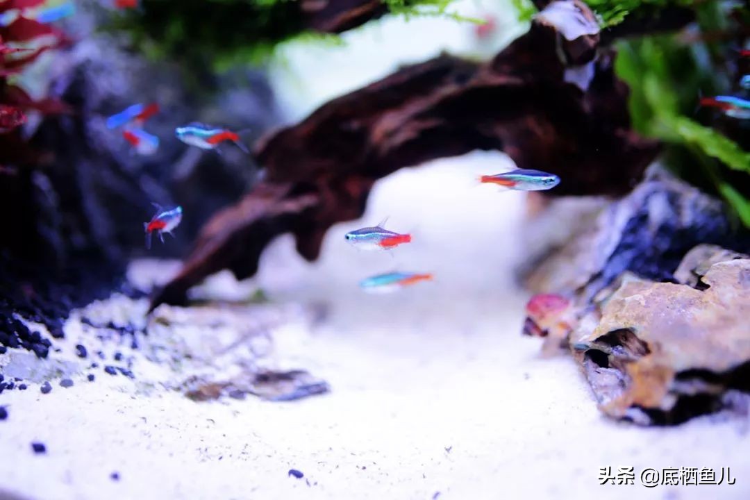 鱼缸树脂假山假花造景对鱼有害吗,懒人到底要不要弄鱼缸造景