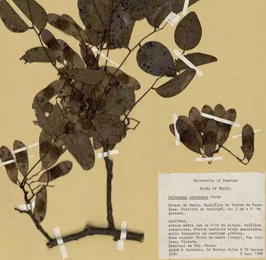 黄檀和黄花梨的区别,买天然正品黄花梨