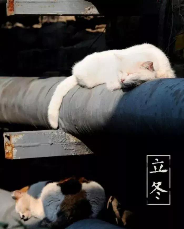 今天立冬养生秘诀全攻略,冬日藏精养肾