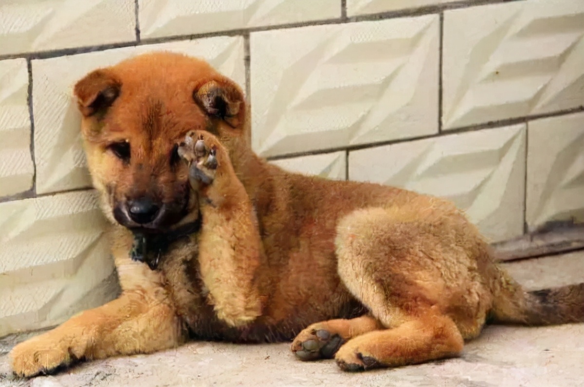 狗狗细小用什么土方法治疗,细小狗狗奄奄一息能救活吗