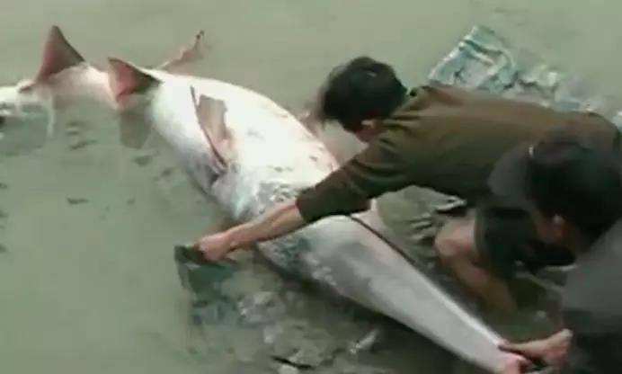 名字带“白”的物种都要灭绝？下一个是谁？