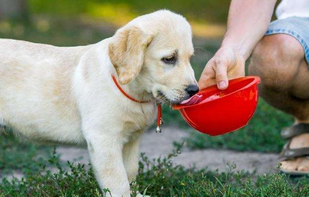 狗狗一天要喝多少水才正常,狗狗一天喂几次水最好