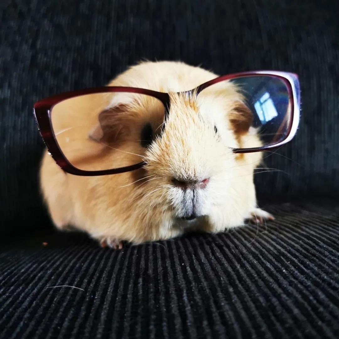 一群母豚鼠混入一只公豚鼠后：生几十只鼠崽，铲屎官年入几十万