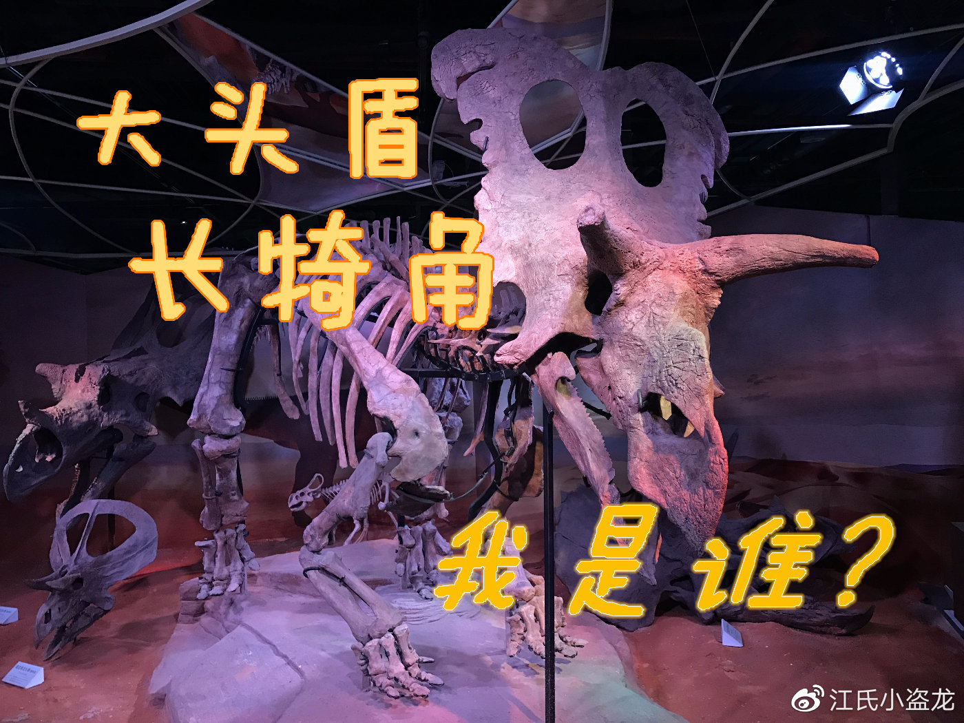 长得跟其他恐龙不一样的恐龙,恐龙化石奇怪的动物