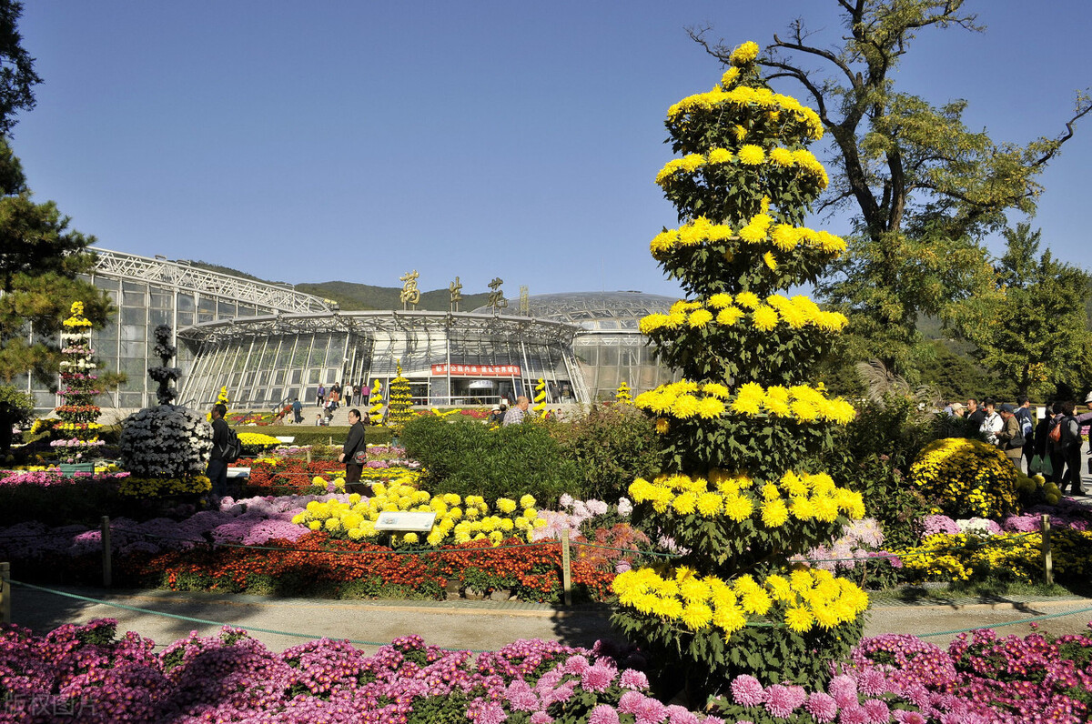 重阳节赏菊正当时，推荐国内这9个地方的赏菊好去处，沉浸式赏花