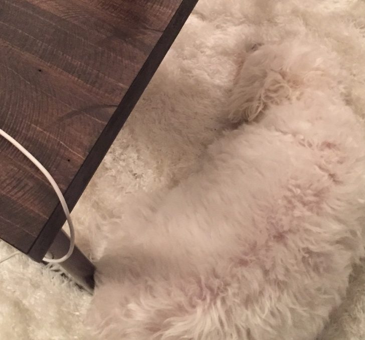 鐚挭鐙楃嫍鎴愮簿浜嗛兘浼氳璇濅簡,鐚挭鐙楃嫍鍙樺寲