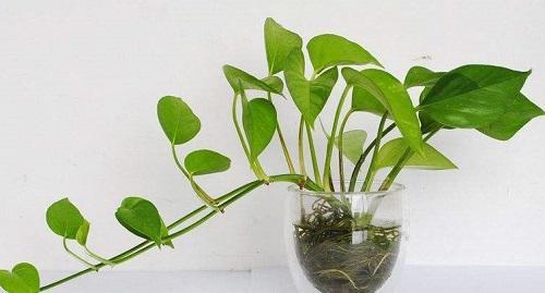 这3种花怕黄叶烂根,这些花不用浇水也能开花