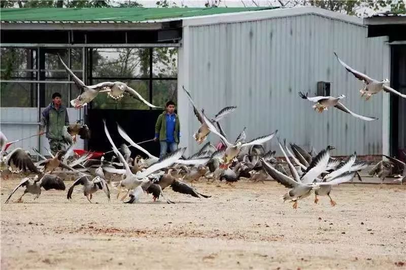 洋沙湖研学基地在哪里,洋沙湖岳阳研学