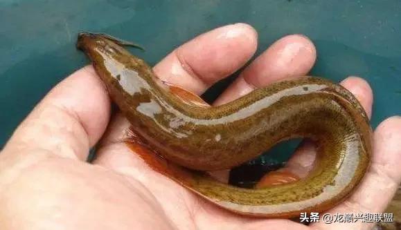 怎么判断龙鱼是打架致死,龙鱼死亡事件