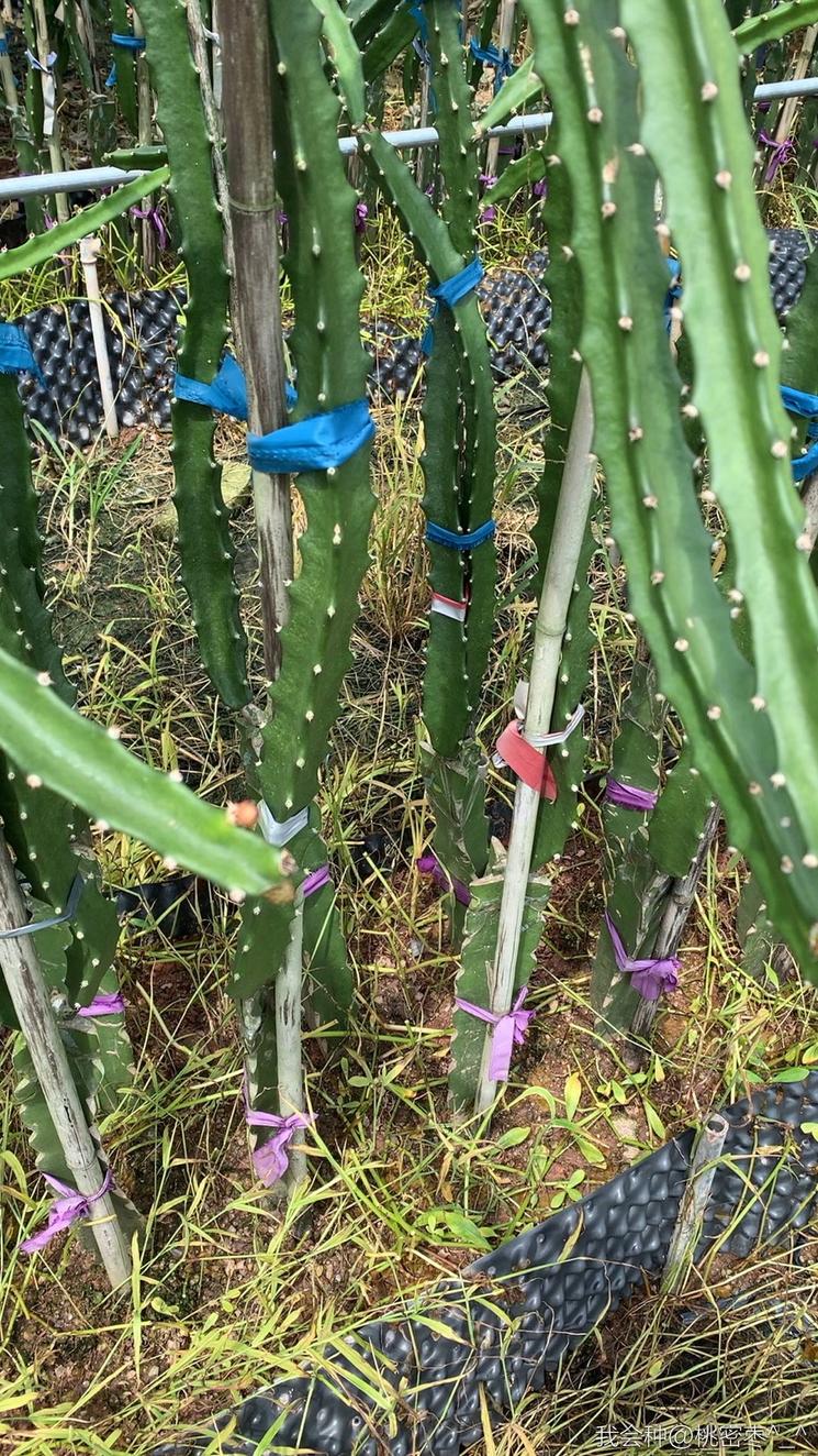 燕窝级火龙果,燕窝果海南火龙果