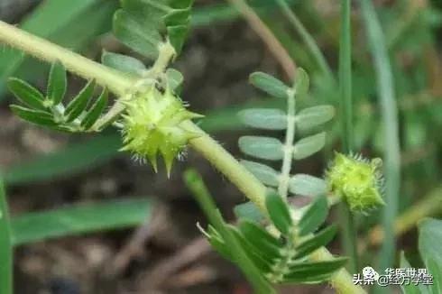 老中医自配中药美白保湿面霜,养生堂老中医自制美白祛斑面膜