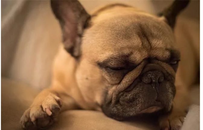 宠物百科澳洲牧牛犬,蓝色法国斗牛犬优缺点