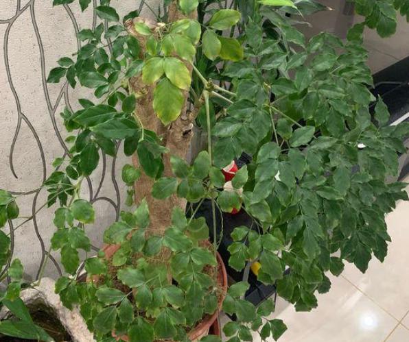 家里的幸福树叶子蔫了怎么回事,家里的幸福树生黑飞虫怎么处理