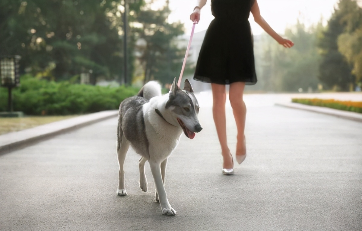 狗狗不吃消瘦怎么治疗,狗狗不吃不喝无精打采还喘着粗气