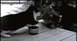 搞笑gif动图国足,武磊单刀射守门员gif动图