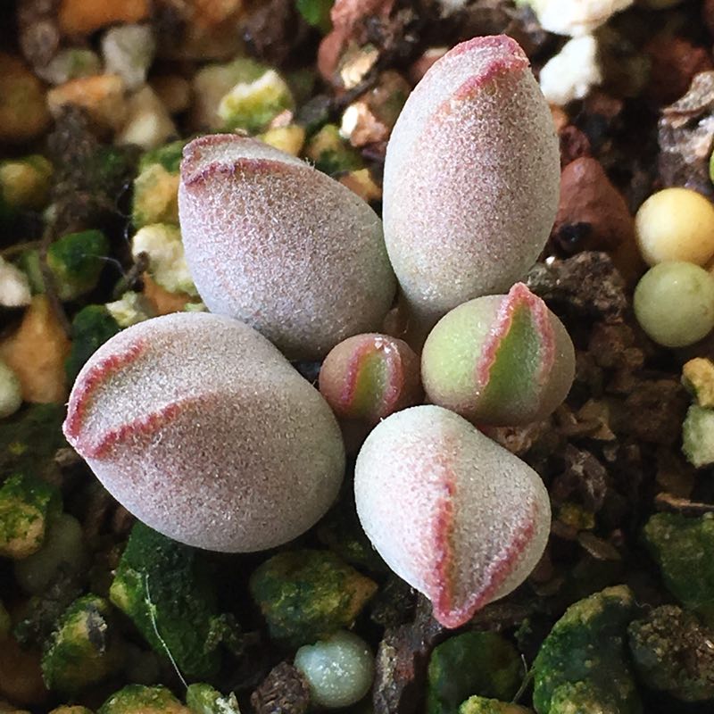 水泡多肉大全,水泡多肉叶片发焉