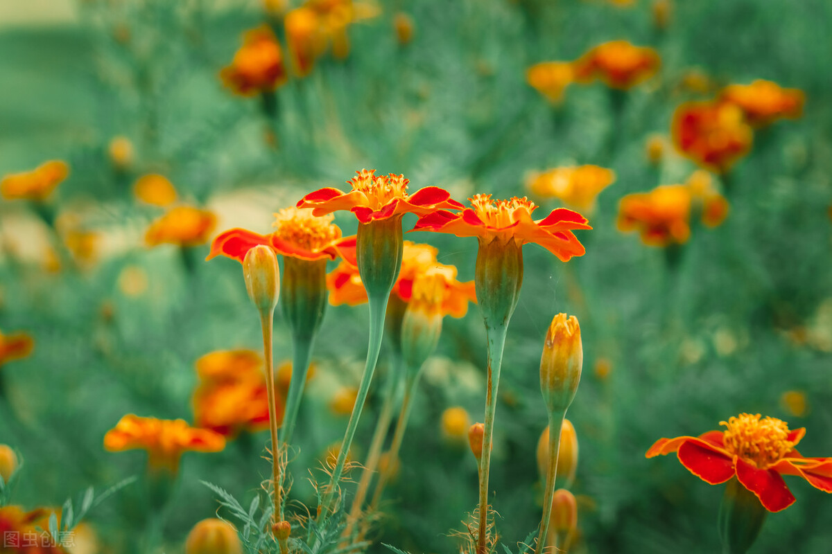 故事:“离婚不可能”说好只是契约结婚,阔少却想和我做真夫妻