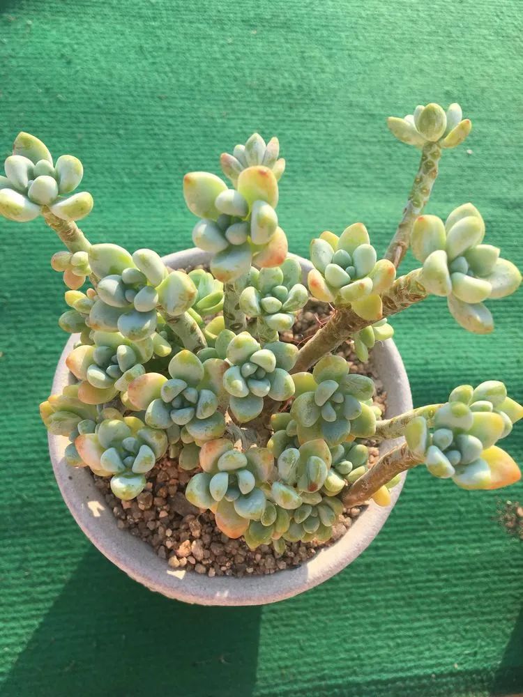 五颜六色的透明多肉,颜色超好看的多肉